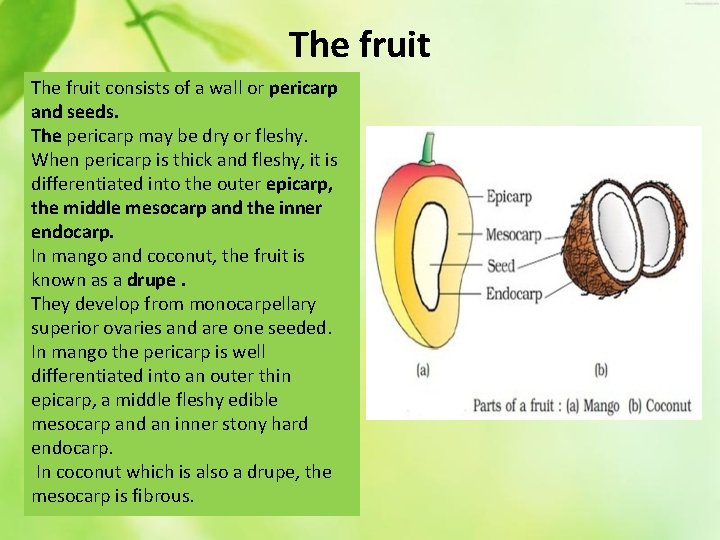 The fruit consists of a wall or pericarp and seeds. The pericarp may be