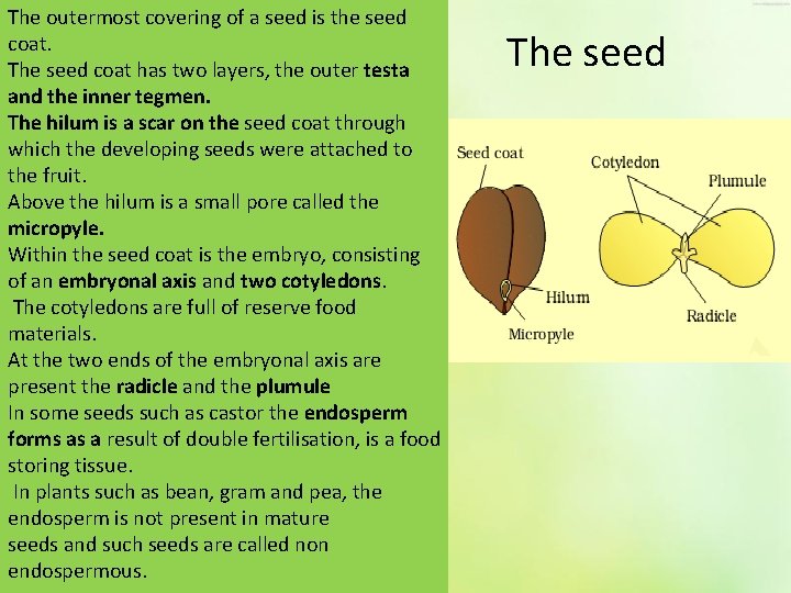 The outermost covering of a seed is the seed coat. The seed coat has