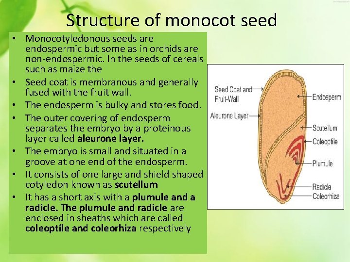 Structure of monocot seed • Monocotyledonous seeds are endospermic but some as in orchids