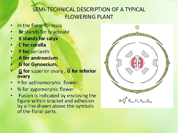 SEMI-TECHNICAL DESCRIPTION OF A TYPICAL FLOWERING PLANT • In the floral formula • Br