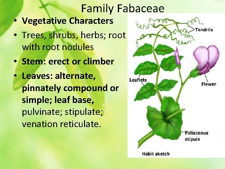 Family Fabaceae • Vegetative Characters • Trees, shrubs, herbs; root with root nodules •