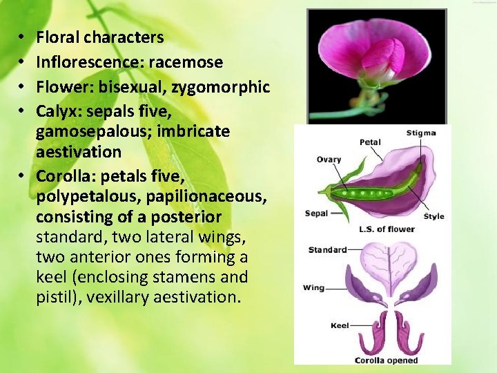 Floral characters Inflorescence: racemose Flower: bisexual, zygomorphic Calyx: sepals five, gamosepalous; imbricate aestivation •