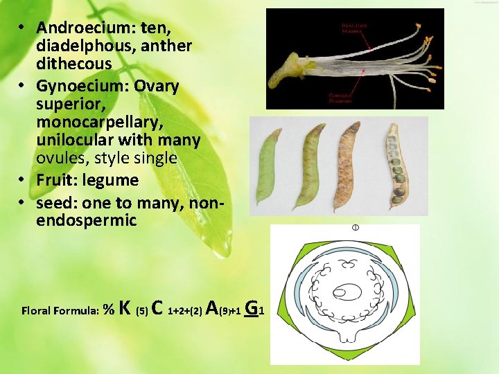  • Androecium: ten, diadelphous, anther dithecous • Gynoecium: Ovary superior, monocarpellary, unilocular with