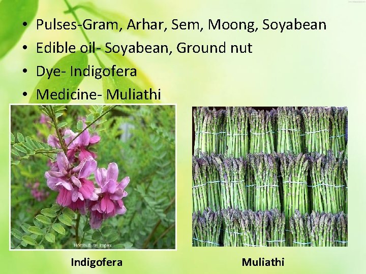  • • Pulses-Gram, Arhar, Sem, Moong, Soyabean Edible oil- Soyabean, Ground nut Dye-