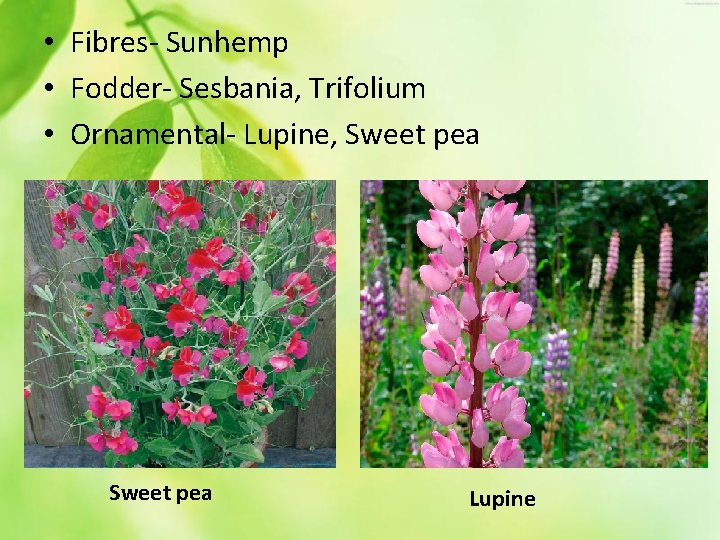  • Fibres- Sunhemp • Fodder- Sesbania, Trifolium • Ornamental- Lupine, Sweet pea Lupine