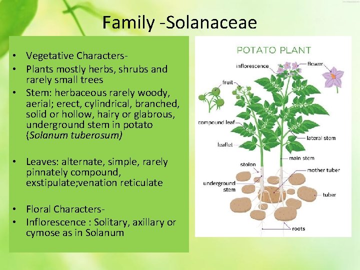 Family -Solanaceae • Vegetative Characters • Plants mostly herbs, shrubs and rarely small trees