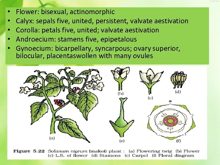  • • • Flower: bisexual, actinomorphic Calyx: sepals five, united, persistent, valvate aestivation