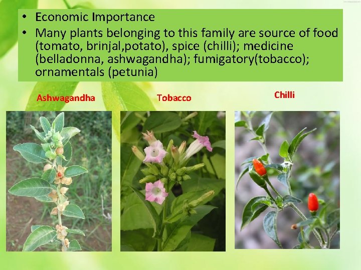  • Economic Importance • Many plants belonging to this family are source of