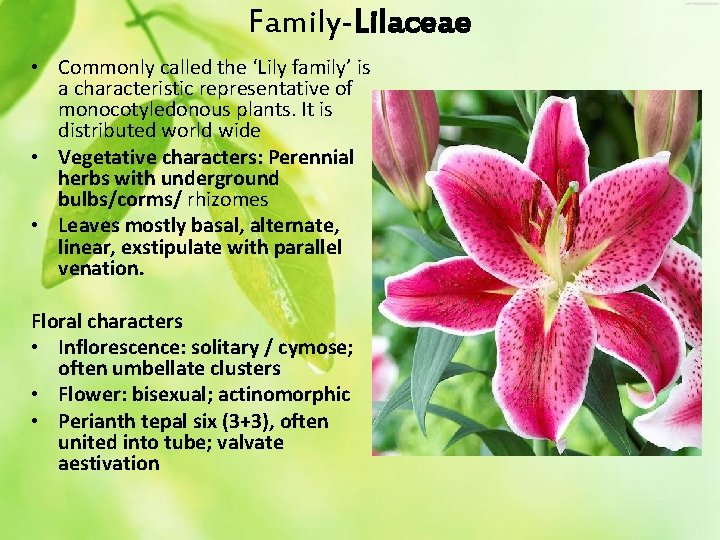 Family-Lilaceae • Commonly called the ‘Lily family’ is a characteristic representative of monocotyledonous plants.