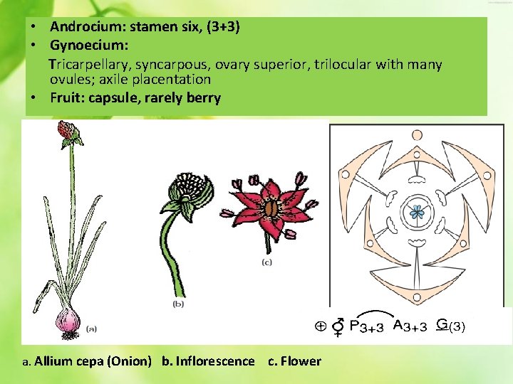  • Androcium: stamen six, (3+3) • Gynoecium: Tricarpellary, syncarpous, ovary superior, trilocular with