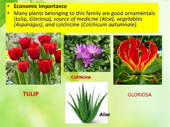  • Economic Importance • Many plants belonging to this family are good ornamentals