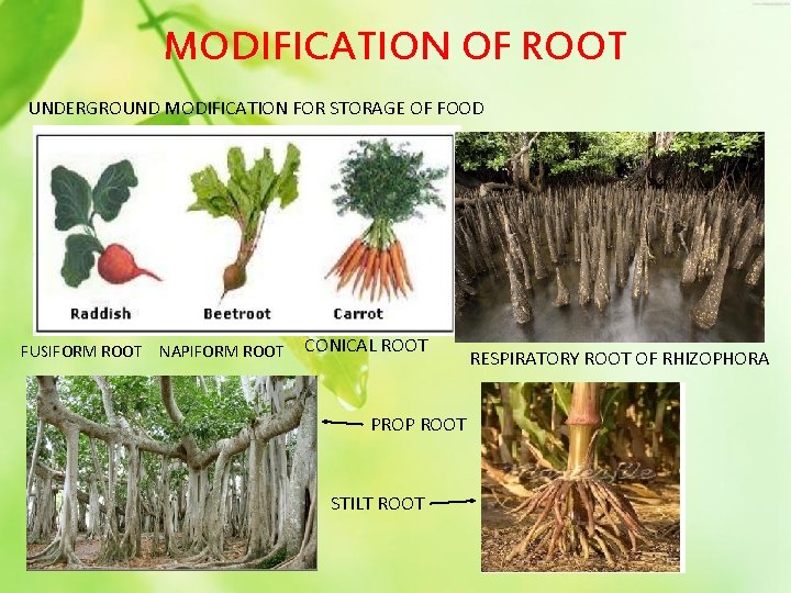 MODIFICATION OF ROOT UNDERGROUND MODIFICATION FOR STORAGE OF FOOD FUSIFORM ROOT NAPIFORM ROOT CONICAL