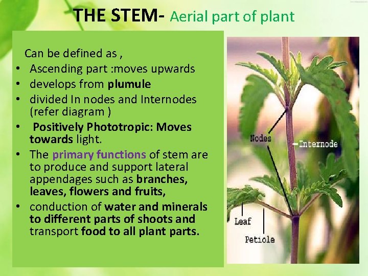 THE STEM- Aerial part of plant • • • Can be defined as ,