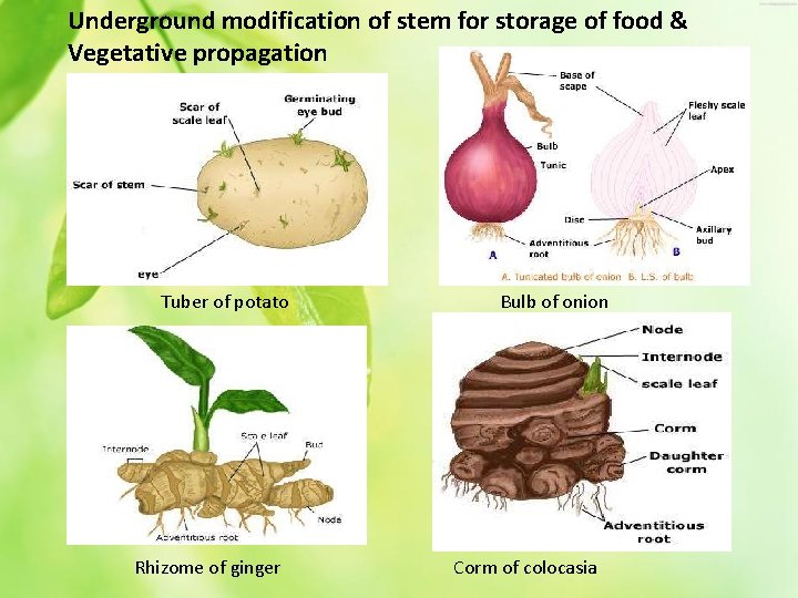 Underground modification of stem for storage of food & Vegetative propagation Tuber of potato
