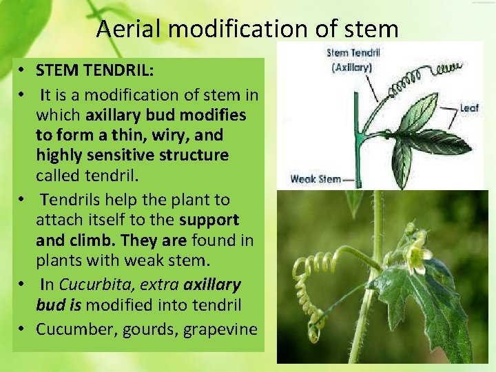 Aerial modification of stem • STEM TENDRIL: • It is a modification of stem