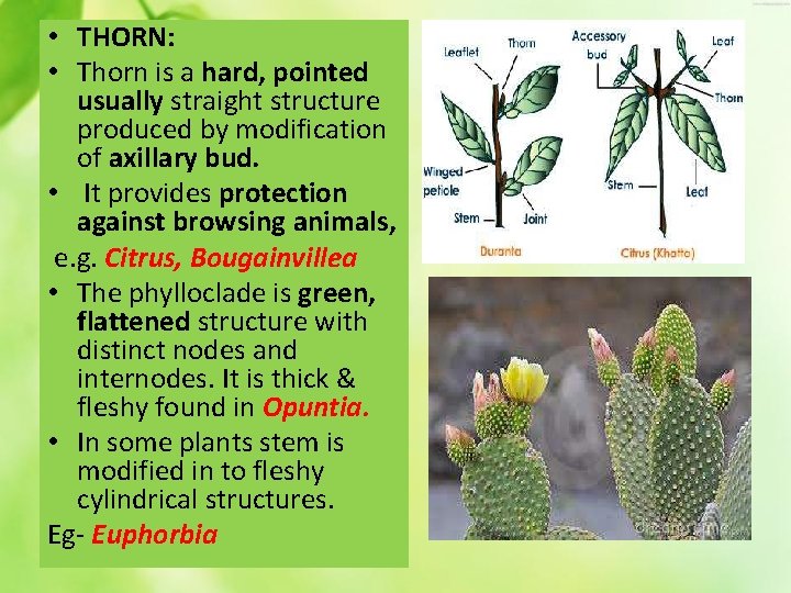  • THORN: • Thorn is a hard, pointed usually straight structure produced by