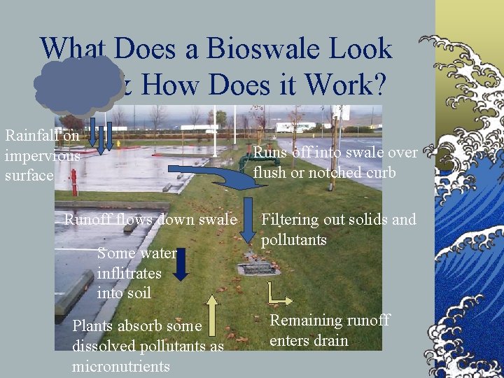 What Does a Bioswale Look Like & How Does it Work? Rainfall on impervious