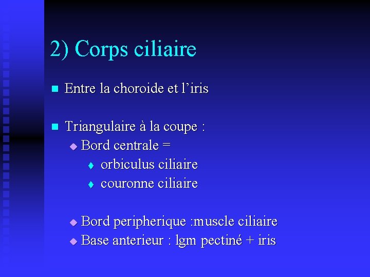 2) Corps ciliaire n Entre la choroide et l’iris n Triangulaire à la coupe