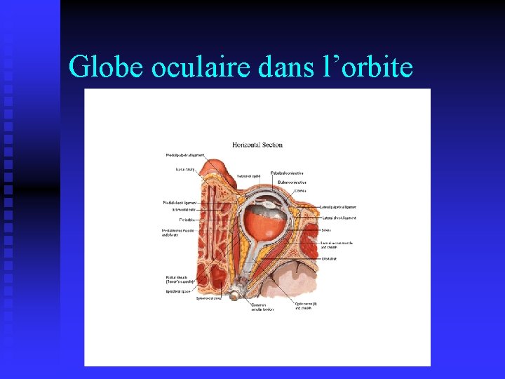 Globe oculaire dans l’orbite 