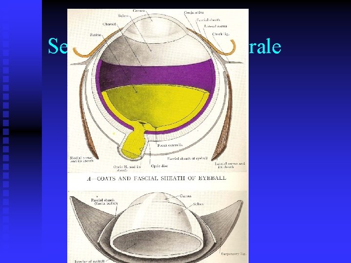Segments cornéal / sclérale 