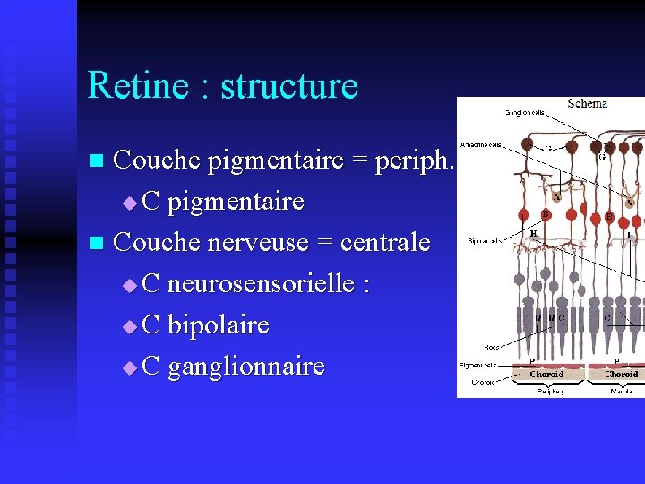 Retine : structure Couche pigmentaire = periph. u C pigmentaire n Couche nerveuse =