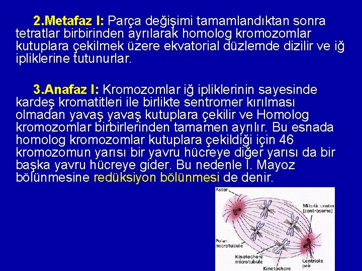 2. Metafaz I: Parça değişimi tamamlandıktan sonra tetratlar birbirinden ayrılarak homolog kromozomlar kutuplara çekilmek