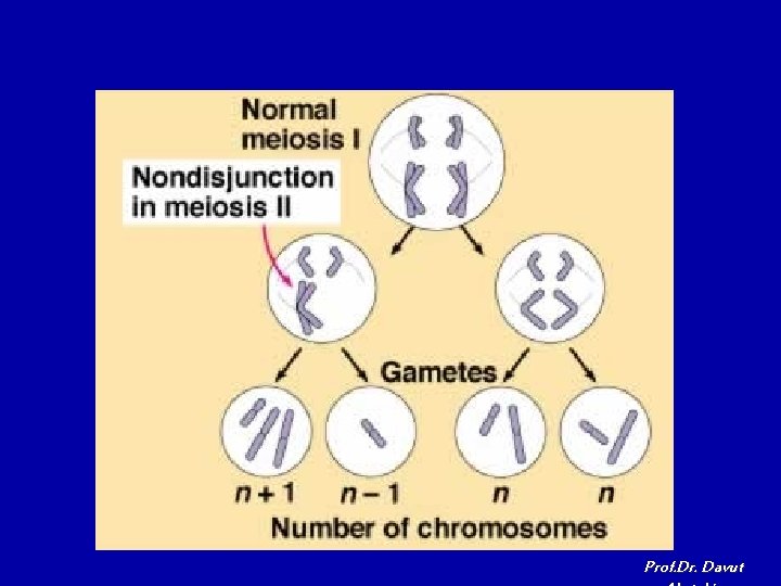 Prof. Dr. Davut 