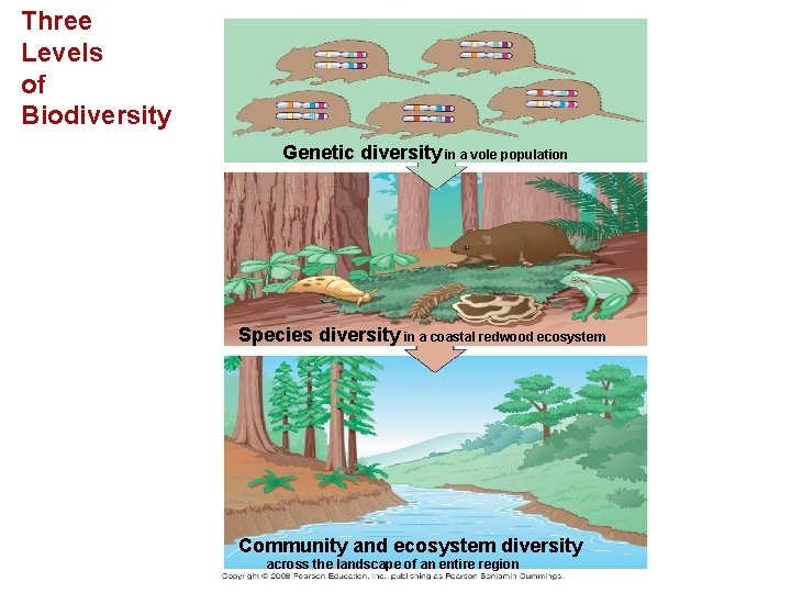 Three Levels of Biodiversity Genetic diversity in a vole population Species diversity in a