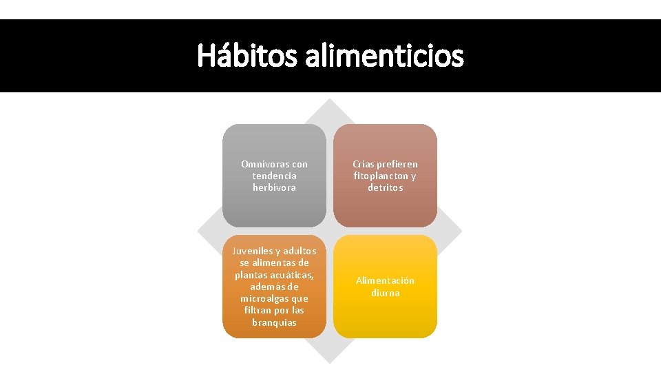 Hábitos alimenticios Omnívoras con tendencia herbívora Crías prefieren fitoplancton y detritos Juveniles y adultos