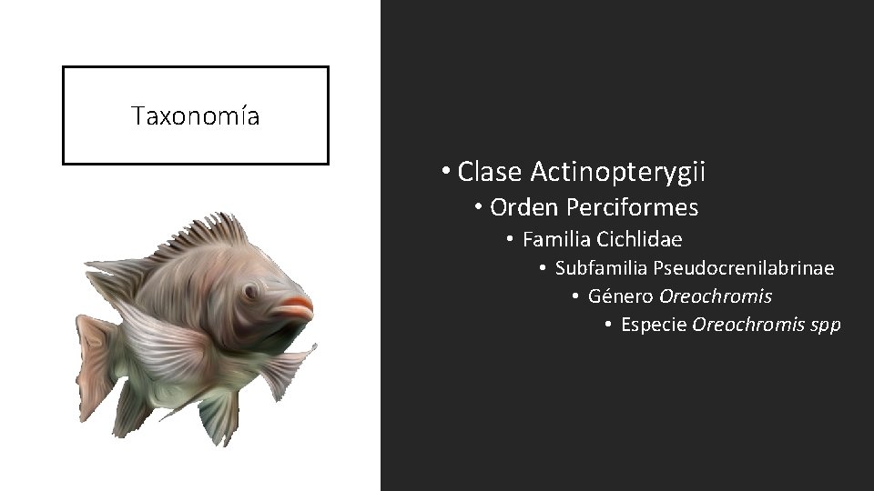 Taxonomía • Clase Actinopterygii • Orden Perciformes • Familia Cichlidae • Subfamilia Pseudocrenilabrinae •