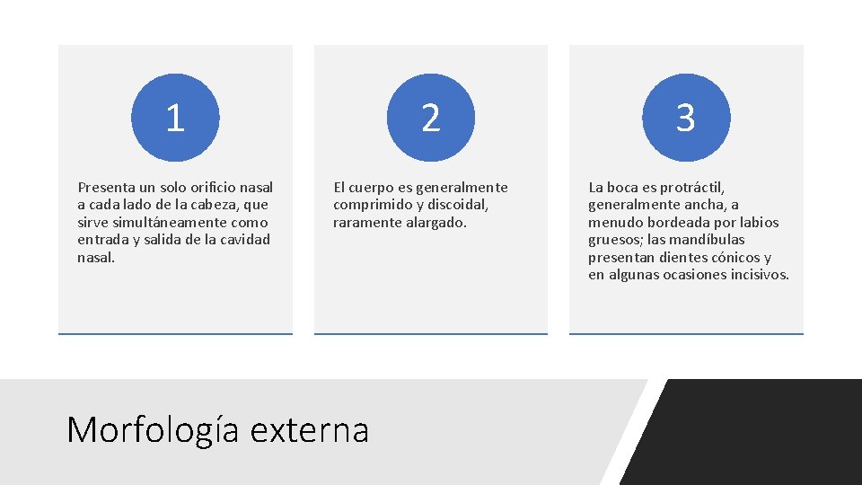 1 Presenta un solo orificio nasal a cada lado de la cabeza, que sirve