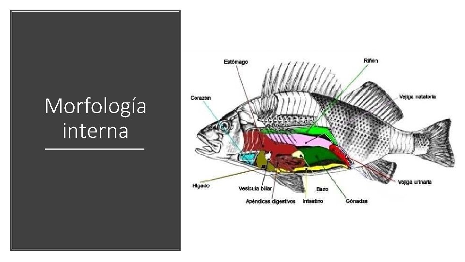 Morfología interna 