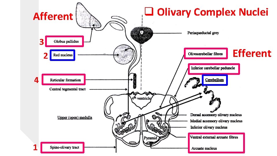 Afferent 3 2 4 1 q Olivary Complex Nuclei Efferent 