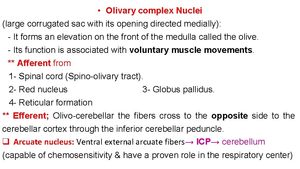 • Olivary complex Nuclei (large corrugated sac with its opening directed medially): -