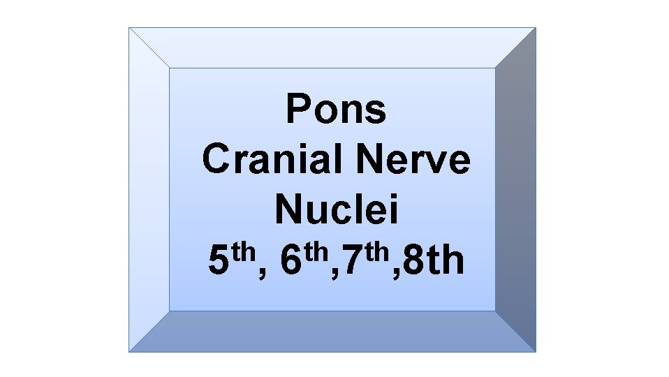 Pons Cranial Nerve Nuclei th th th 5 , 6 , 7 , 8