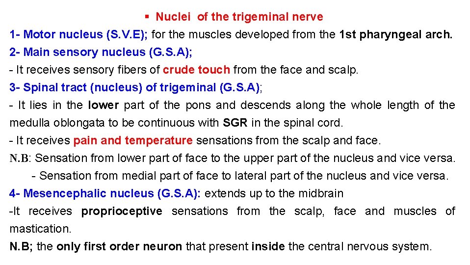 § Nuclei of the trigeminal nerve 1 - Motor nucleus (S. V. E); for