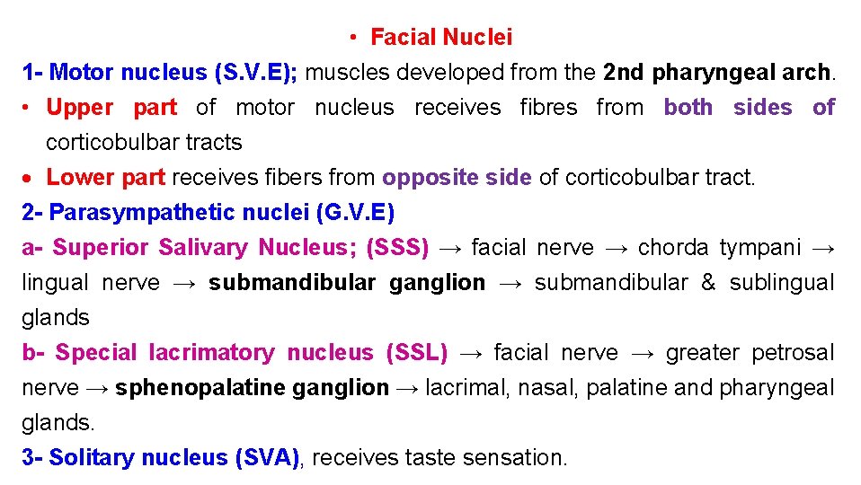  • Facial Nuclei 1 - Motor nucleus (S. V. E); muscles developed from