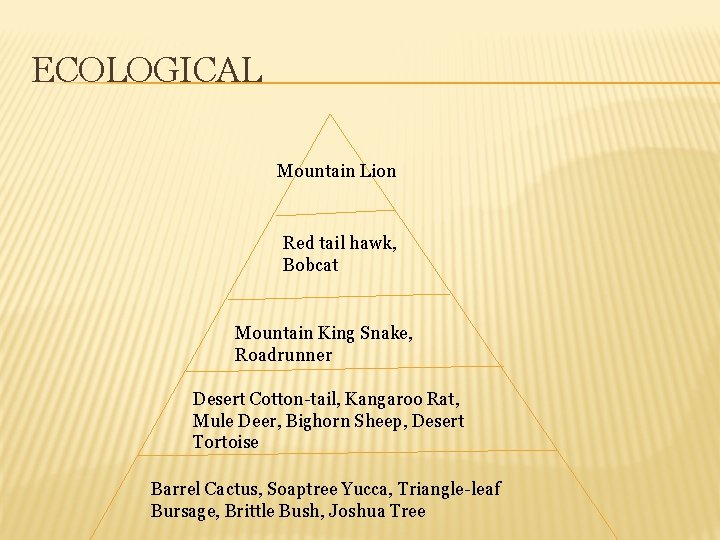 ECOLOGICAL Mountain Lion Red tail hawk, Bobcat Mountain King Snake, Roadrunner Desert Cotton-tail, Kangaroo