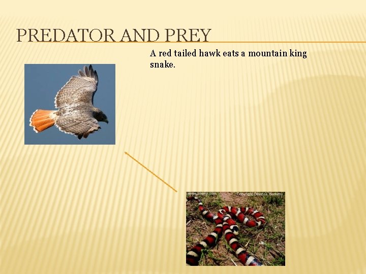 PREDATOR AND PREY A red tailed hawk eats a mountain king snake. 