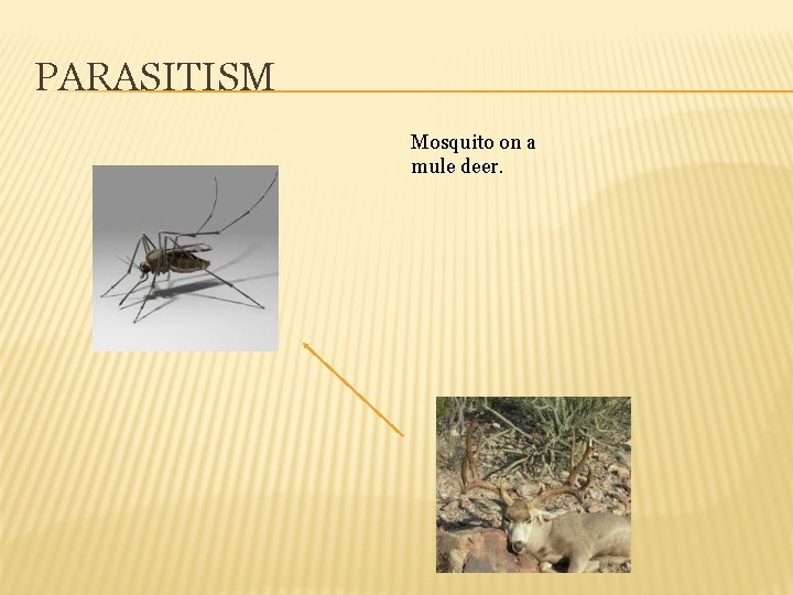 PARASITISM Mosquito on a mule deer. 