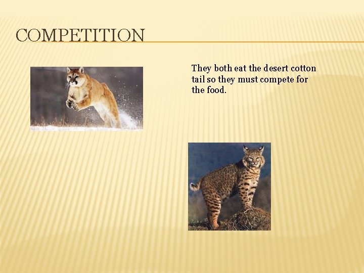 COMPETITION They both eat the desert cotton tail so they must compete for the