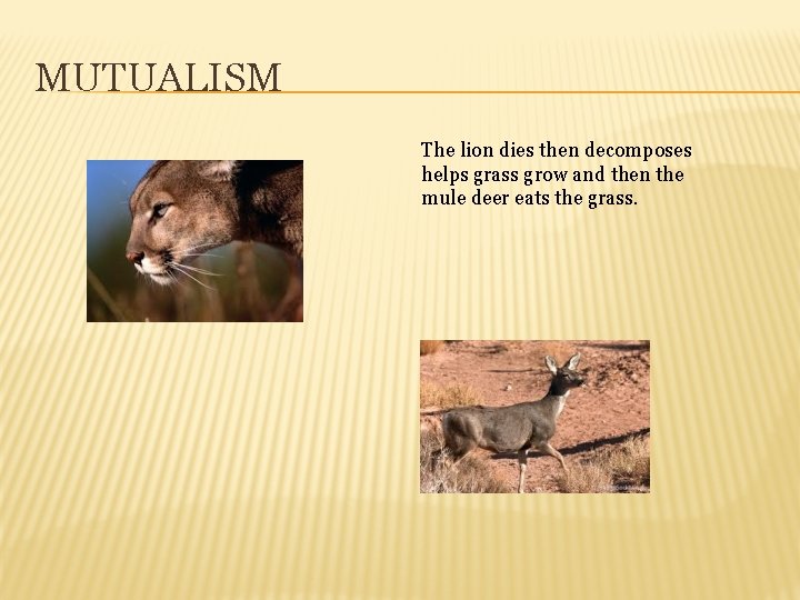 MUTUALISM The lion dies then decomposes helps grass grow and then the mule deer