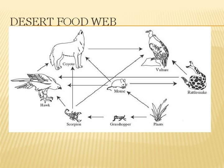 DESERT FOOD WEB 