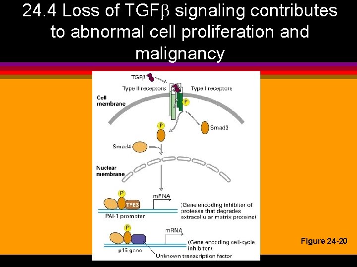 24. 4 Loss of TGF signaling contributes to abnormal cell proliferation and malignancy Figure