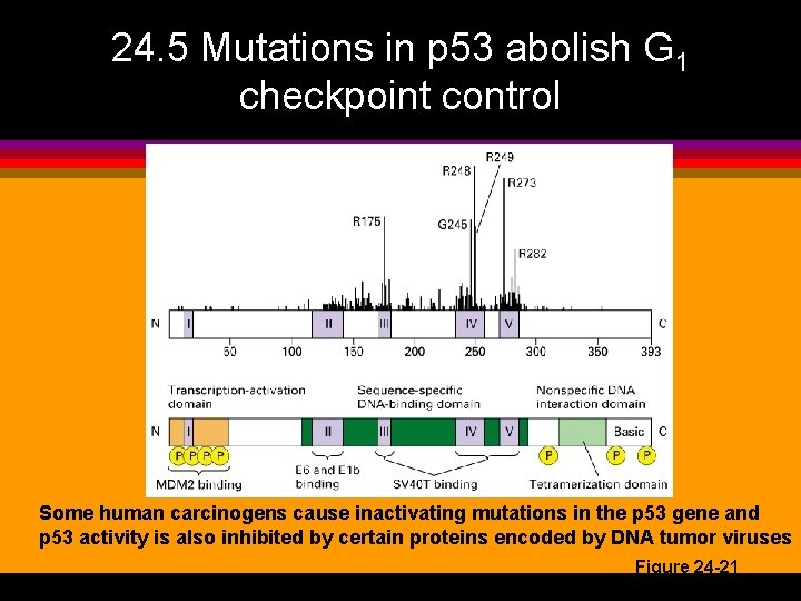24. 5 Mutations in p 53 abolish G 1 checkpoint control Some human carcinogens
