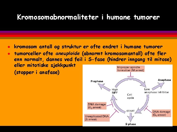 Kromosomabnormaliteter i humane tumorer l l kromosom antall og struktur er ofte endret i