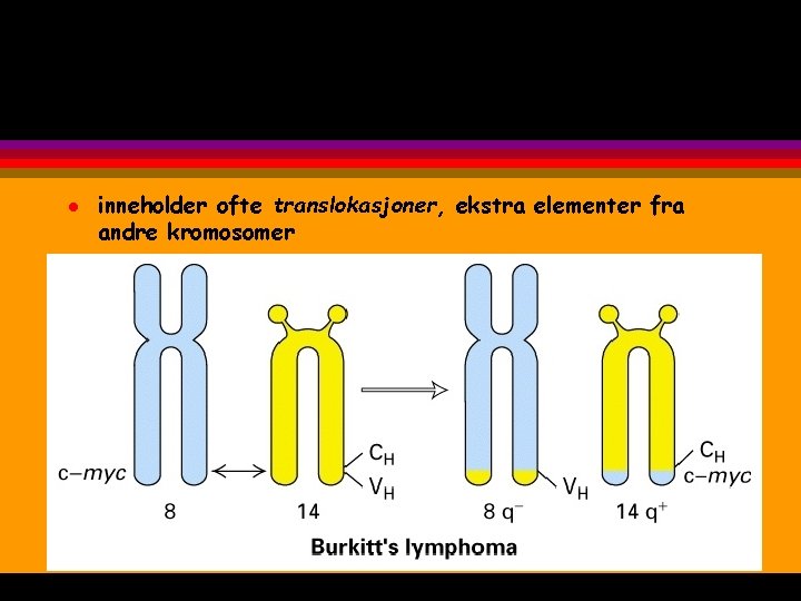 l inneholder ofte translokasjoner, ekstra elementer fra andre kromosomer 