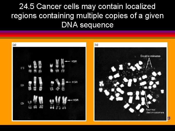 24. 5 Cancer cells may contain localized regions containing multiple copies of a given