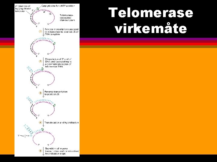 Telomerase virkemåte 