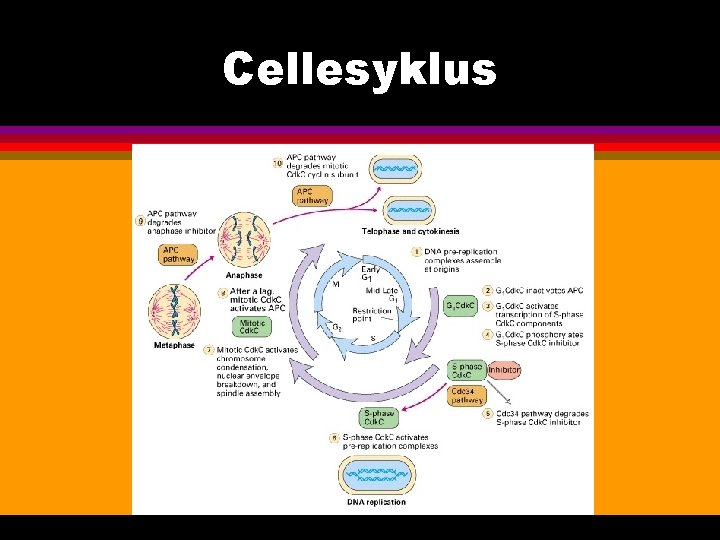 Cellesyklus 